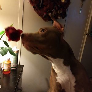 Meet your Posher, Dominic